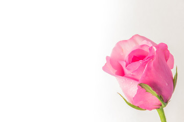 Fototapeta premium pink roses on a white background