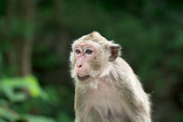 Monkey at Khao Luang Cave Phetchaburi Province, Thailand.