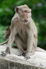 Monkey at Khao Luang Cave Phetchaburi Province, Thailand.