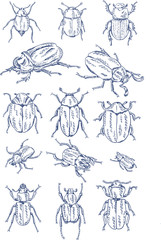 Beetle Linework Illustrations
