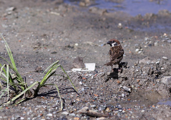 Tree Sparrow on the ground
