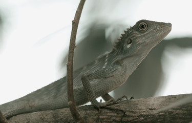 Small iguana enjoy in the branch of tree