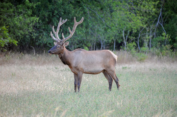 Elk in grass