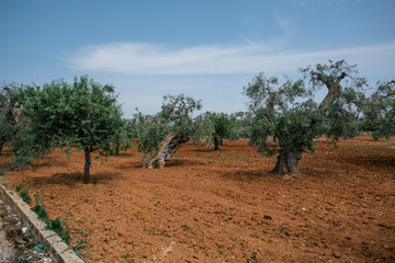 Fototapeta na wymiar Olive tree in field summer in sunny Italy