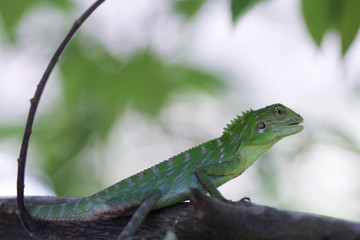 Small green iguana enjoy in the branch of tree