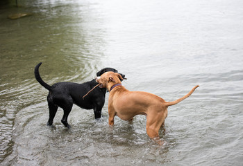 Dogs Playing Happily in Off-Leash Park on Lake