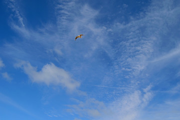 Seagull in blue sky