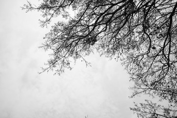Many branches on sky