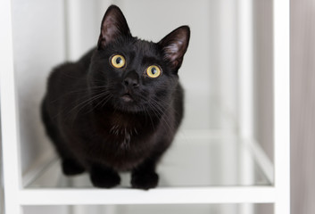 Black Cat Sitting on Glass Shelf Looking at Camera