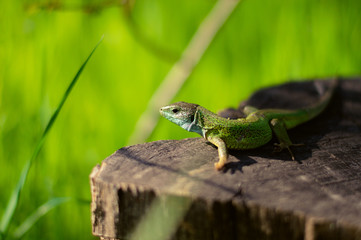 green lizard on a tree