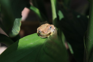 Frog on green nature