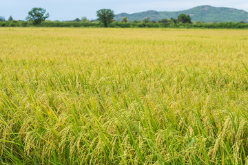 The rice fields are fully grown and ready to harvest.