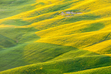 Shadings of the field in the morning light