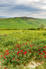 Fototapeta na wymiar Meadow with red flowers and a landscape with rolling fields
