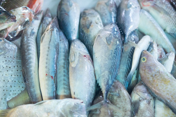 Variety of raw fresh fish