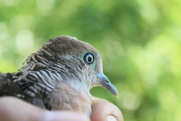 Young Bird on hand