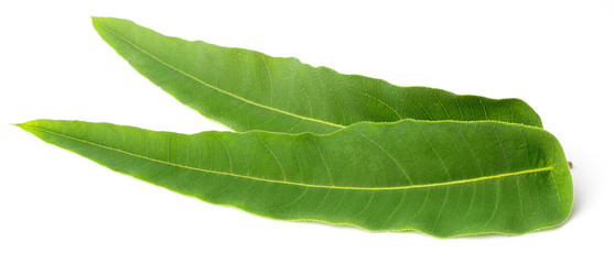 closeup of fresh eucalyptus leaves isolated on white © Amy Lv