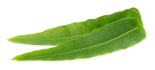 closeup of fresh eucalyptus leaves isolated on white © Amy Lv