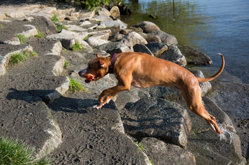 Dogs Running and Playing in Off-Leash Dog Park