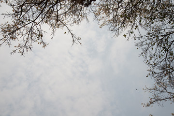 Many branches on sky