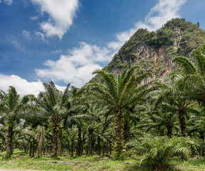 African oil palm plantation in Thailand Elaeis guineensis or macaw-fat