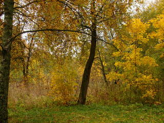 Fototapeta premium Beautiful autumn park view