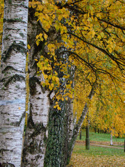Autumn birch alley - 207156656