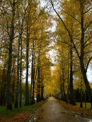 Autumn alley in park