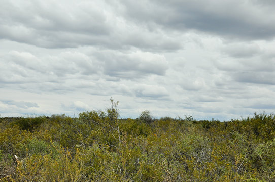 desert plant