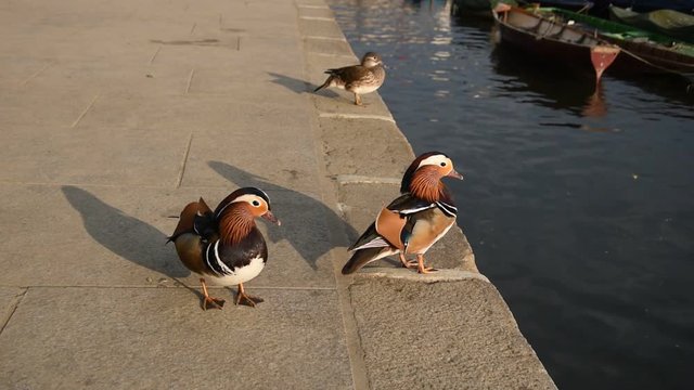 Mandarin ducks on the Thames path in Richmond