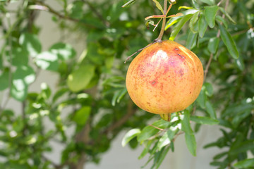 single ruby fruit on the tree. pomegranate fruit.