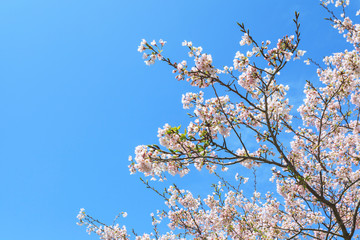 Beautiful pink sakura close up with blue sky background
