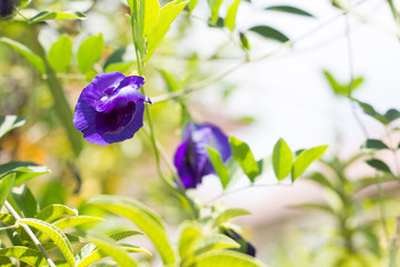 Purple flowers on tree, Fresh pea flower.