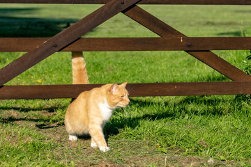 Naklejka na ściany i meble Domestic ginger cat walking under a wooden fence gate