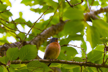 Finch Bird on branch
