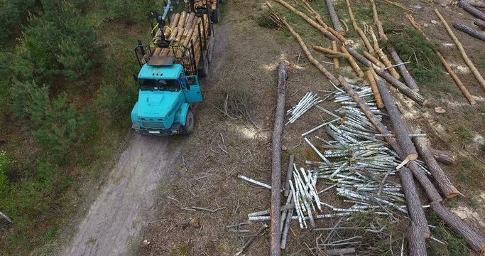 Aerial view flying slowly down over Deforestation showing trunks of trees laying on ground, deforestation trunk tree with special car