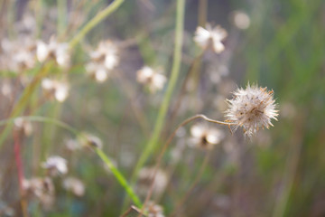 Blurred grass in sunset. Closeup soft focus, Mission grass along the marsh at sunset