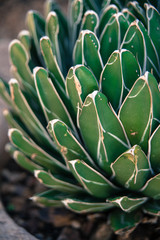 Close up of Queen Victoria Agave Plant