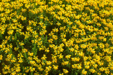 Spanish Yellow Flowers