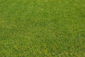 green grass background texture concept with empty space for copy or text