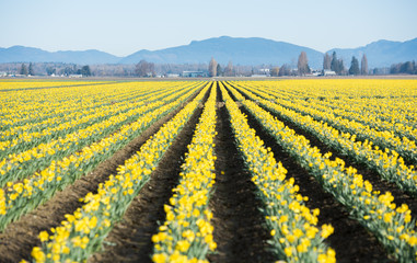 Large Fields of Yellow Daffodil Flowers on Bloom Late Spring