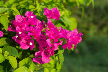 Soft focus of Pink Bougainvillea glabra Choisy flower with leaves Beautiful Paper Flower vintage in the garden, grass background blurry, Asian flowers.