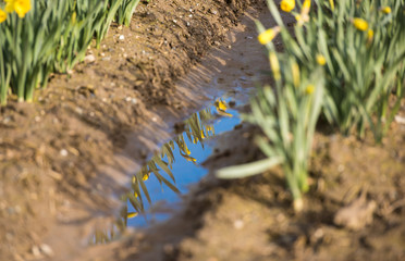 Large Fields of Yellow Daffodil Flowers on Bloom Late Spring