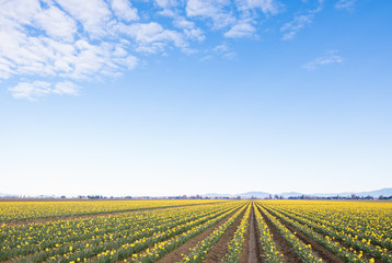 Large Fields of Yellow Daffodil Flowers on Bloom Late Spring