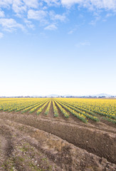 Large Fields of Yellow Daffodil Flowers on Bloom Late Spring