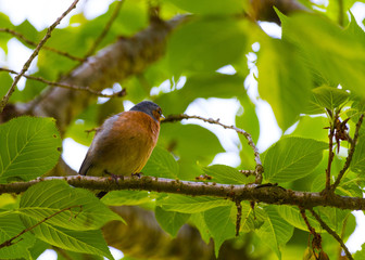 Finch Bird on branch