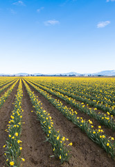 Large Fields of Yellow Daffodil Flowers on Bloom Late Spring