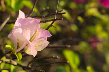 Soft focus of Pink Bougainvillea glabra Choisy flower with leaves Beautiful Paper Flower vintage in the garden, grass background blurry, Asian flowers.