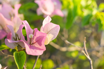 Soft focus of Pink Bougainvillea glabra Choisy flower with leaves Beautiful Paper Flower vintage in the garden, grass background blurry, Asian flowers.