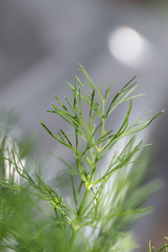Close-up of a dill plant